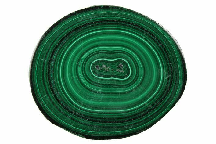 Polished Malachite Stalactite Slice - Congo #251831